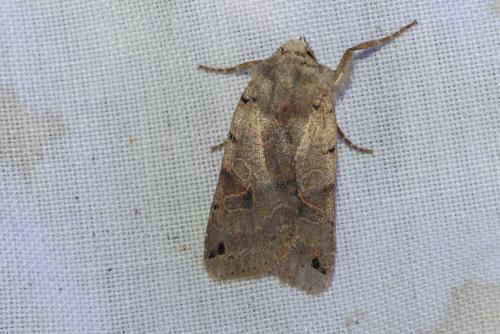 Réf. 242 396 : Agrochola litura